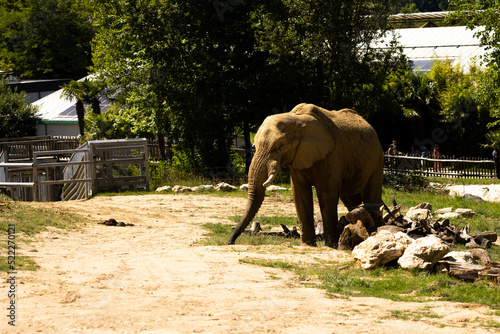 Elephant in a zoo in france photo