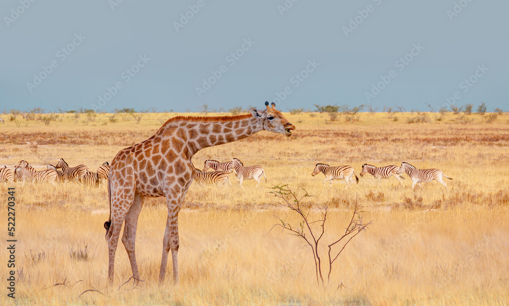Obraz premium Vintage metallic propeller airplane in the sky - Giraffe walking in yellow grass on the Ethosa national park - Group of Zebras on the yellow meadow - Namibia, Africa