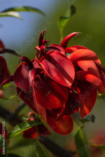 red rose on a black background