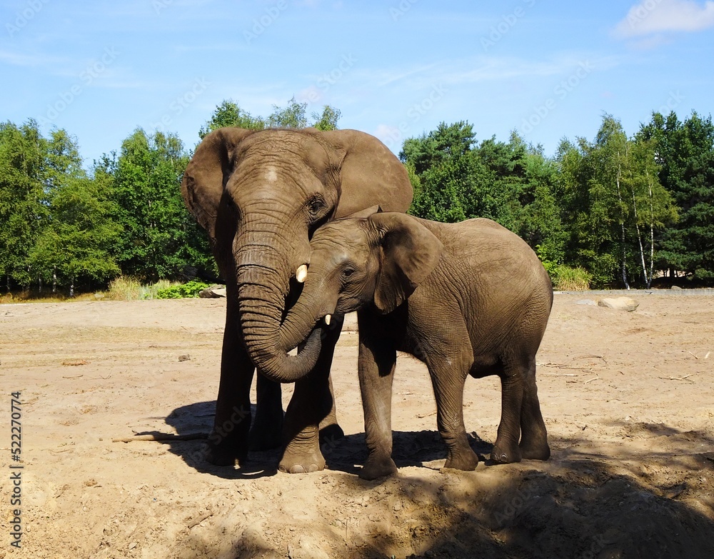 Fototapeta premium Hugging elephants. Mother elephant gives baby elephant a hug.