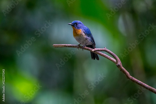 bird  resting on tree in the nature thailand. © Doloh