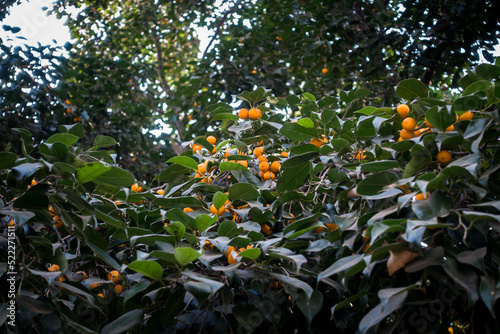 India. Fruits and leaves of Ficus racemosa tree, the cluster fig, red river fig or gular,is a species of plant in the family Moraceae. india. photo