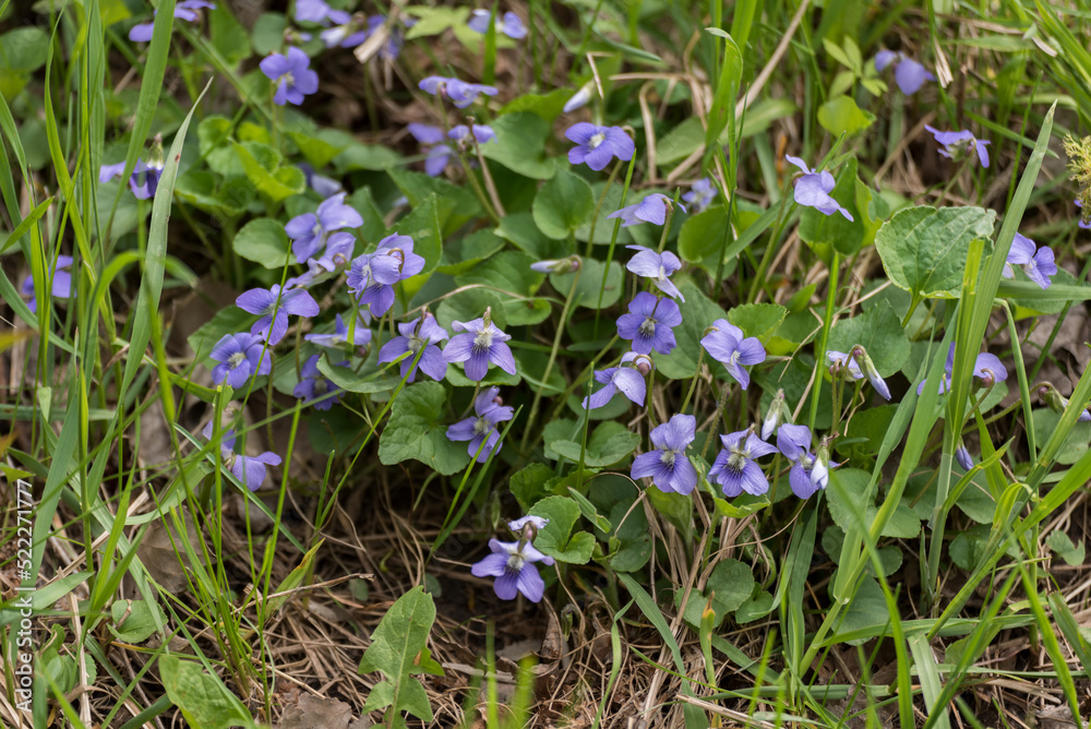 Violets Growing In The Wild Violets Growing In The Wild