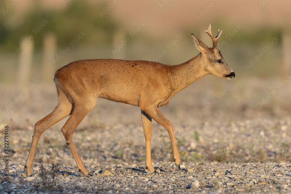 European Roe-Deer Capreolus capreolus in close-up European Roe-Deer Capreolus capreolus in close-up