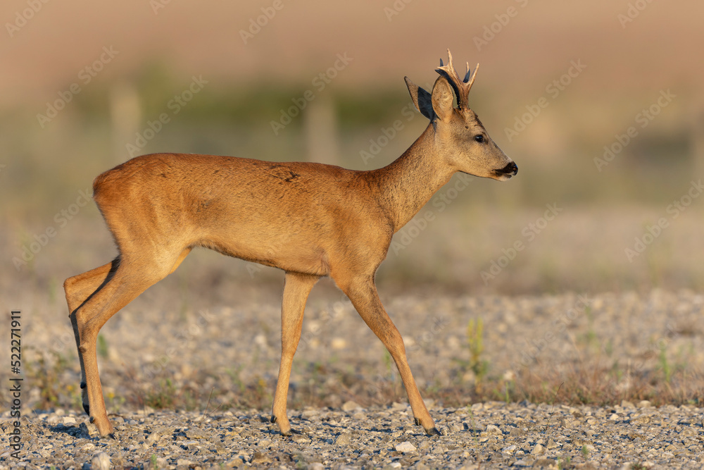 European Roe-Deer Capreolus capreolus in close-up European Roe-Deer Capreolus capreolus in close-up