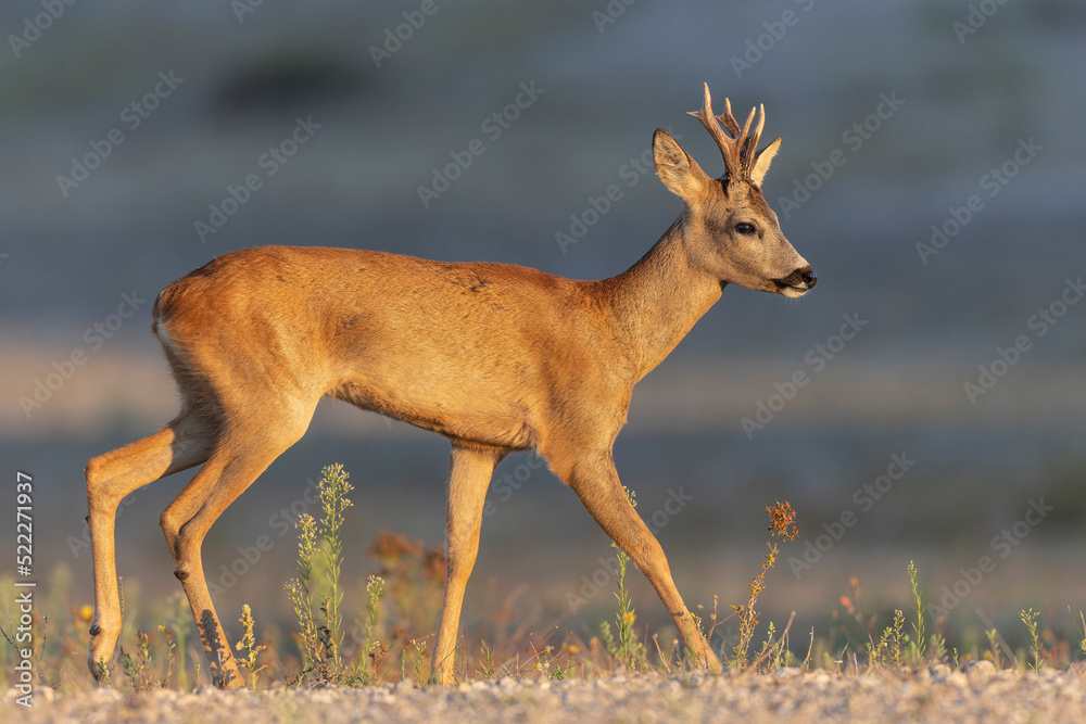 European Roe-Deer Capreolus capreolus in close-up European Roe-Deer Capreolus capreolus in close-up