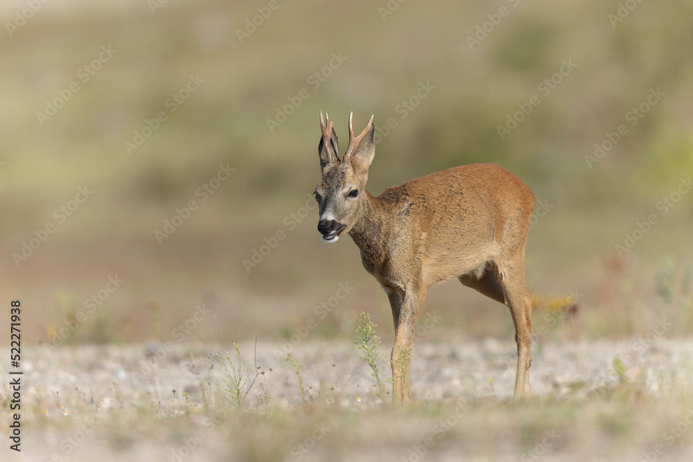 European Roe-Deer Capreolus capreolus in close-up