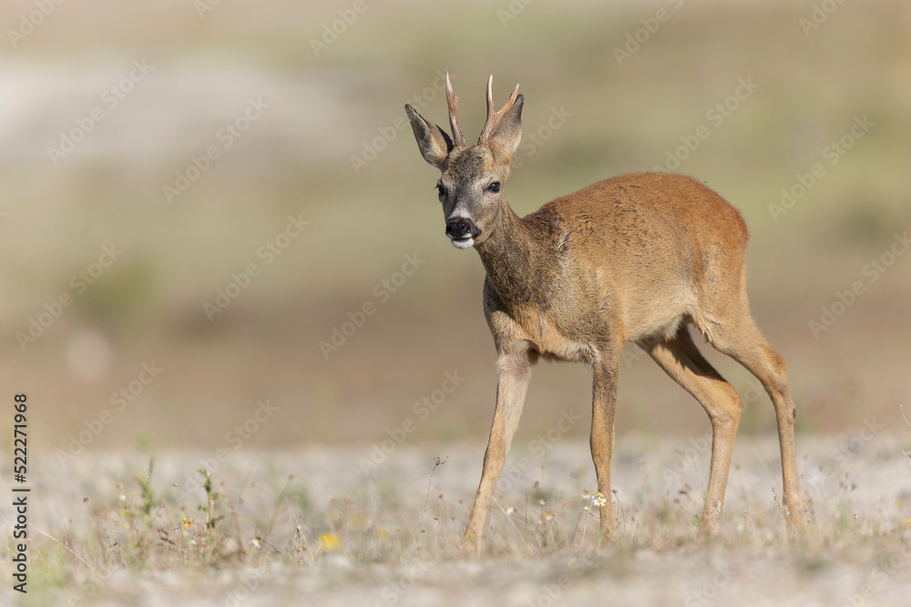 European Roe-Deer Capreolus capreolus in close-up European Roe-Deer Capreolus capreolus in close-up