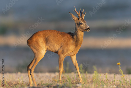 European Roe-Deer Capreolus capreolus in close-up