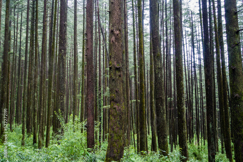 Forest of Cedrus deodara, the deodar cedar, Himalayan cedar, or deodar, is a species of cedar native to the Himalayas. Uttarakhand India.