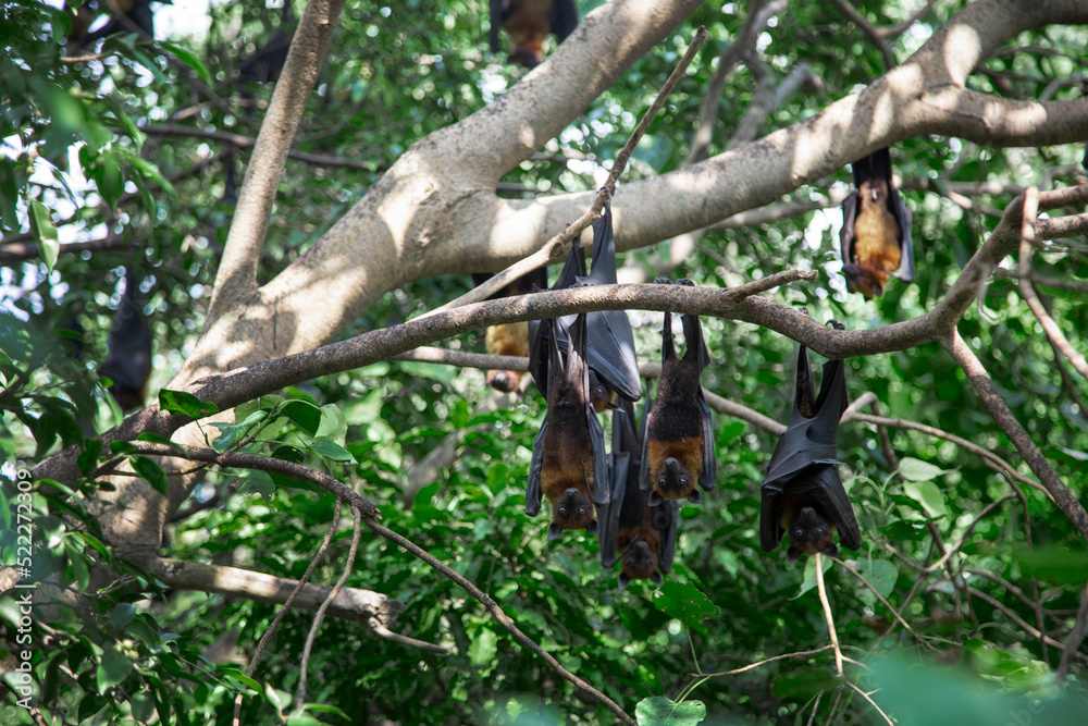 fruit bat hanging on tree in forest tree in sleeping on day light fruit bat hanging on tree in forest tree in sleeping on day light