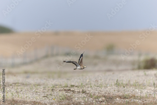 European stone curlew Burhinus oedicnemus in flight