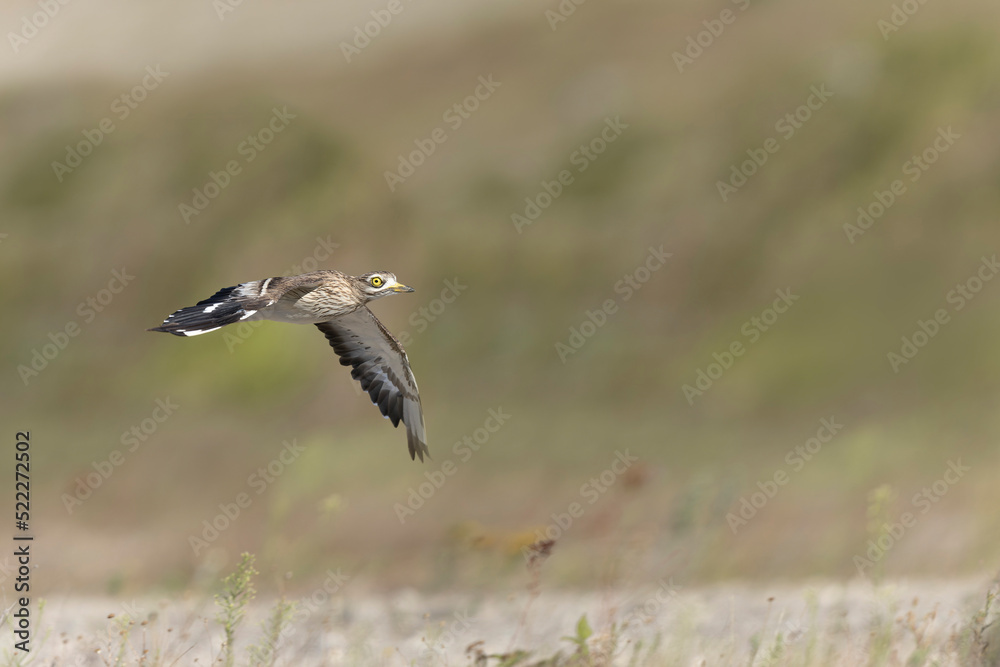 European stone curlew Burhinus oedicnemus in flight European stone curlew Burhinus oedicnemus in flight
