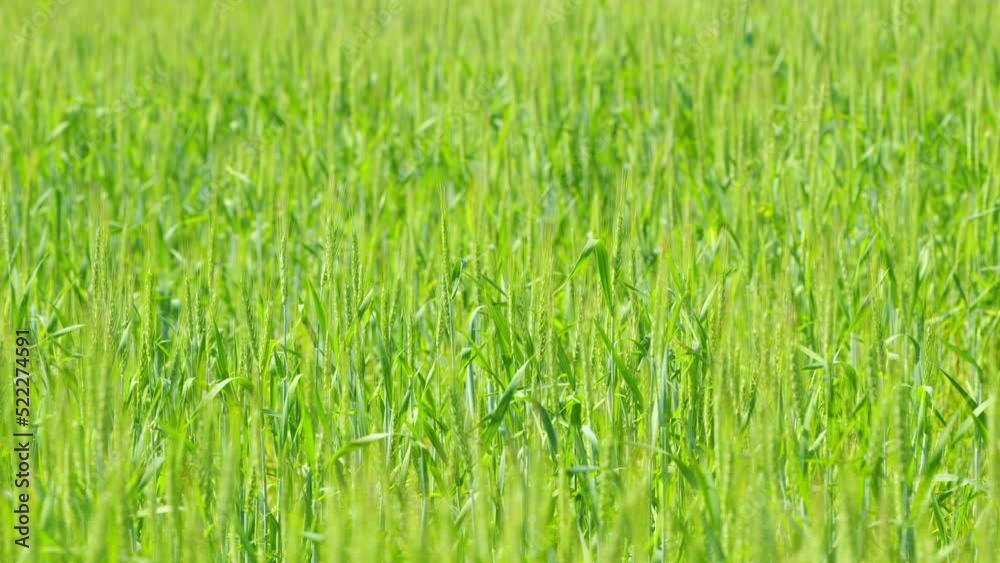 Harvesting green wheat. Fresh young wheat ear in the morning light stalk staggers in the wind. Slow motion. Harvesting green wheat. Fresh young wheat ear in the morning light stalk staggers in the wind. Slow motion.