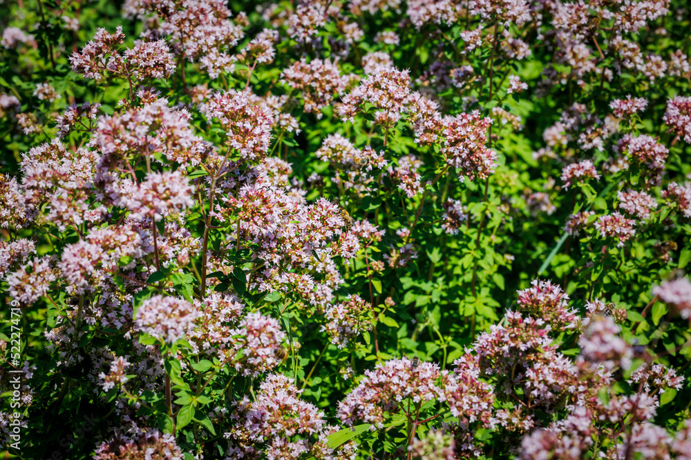 Origanum vulgare flowering plants in sunny garden. Wild Marjoram Medical herb. Honeybee on Marjoram oregano flowers. Marjoram oregano pink flower in summer herb garden, closeup macro Origanum vulgare flowering plants in sunny garden. Wild Marjoram Medical herb. Honeybee on Marjoram oregano flowers. Marjoram oregano pink flower in summer herb garden, closeup macro