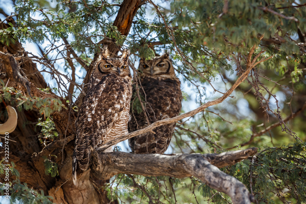 Couple of Spotted Eagle-Owl standing in a tree in Kgalagadi transfrontier park, South Africa; specie Bubo africanus family of Strigidae Couple of Spotted Eagle-Owl standing in a tree in Kgalagadi transfrontier park, South Africa; specie Bubo africanus family of Strigidae