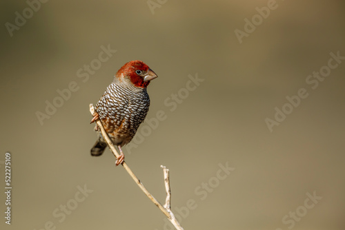 Fotografía Red headed Finch male standing on a branch in Kgalagadi transfrontier park, Sout