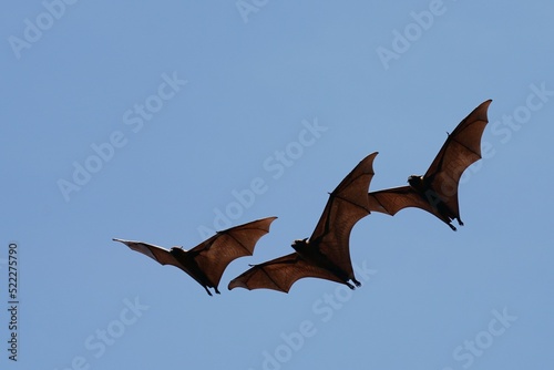 Chicken bats flying at Wat Pho, Bang Khla Subdistrict, Chachoengsao Province, Thailand, taken on 19 June 2022.