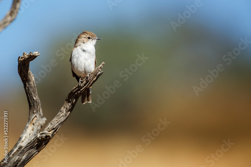 Mariqua Flycatcher standing on a branch isolated in natural background in Kgalagadi transfrontier park, South Africa; specie family Melaenornis mariquensis of Musicapidae photo