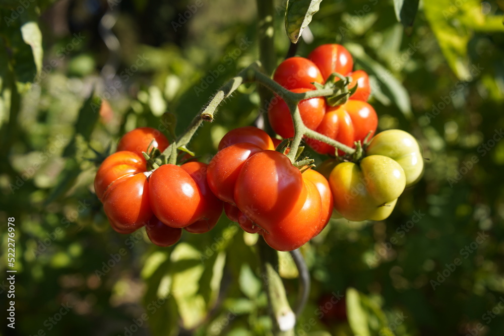 
Ripe Heirloom tomatoes (also called heritage tomato in the UK)  (Solanum lycopersicum) Solanaceae family.
