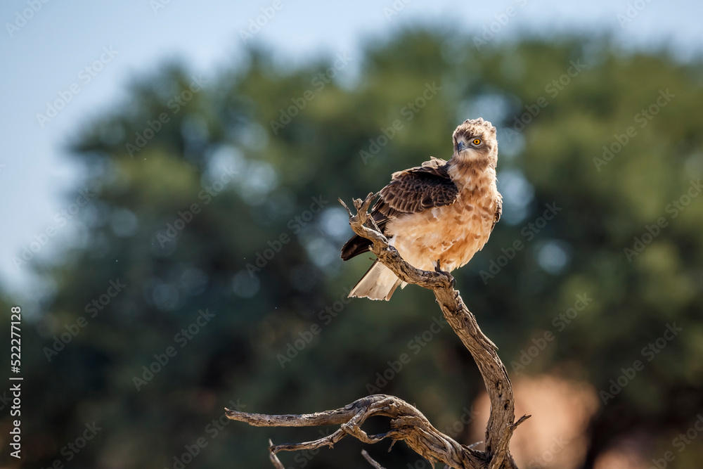 Fototapeta premium Black-chested Snake-Eagle juvenile standing on a branch in Kgalagadi transfrontier park, South Africa ; Specie Circaetus pectoralis family of Accipitridae