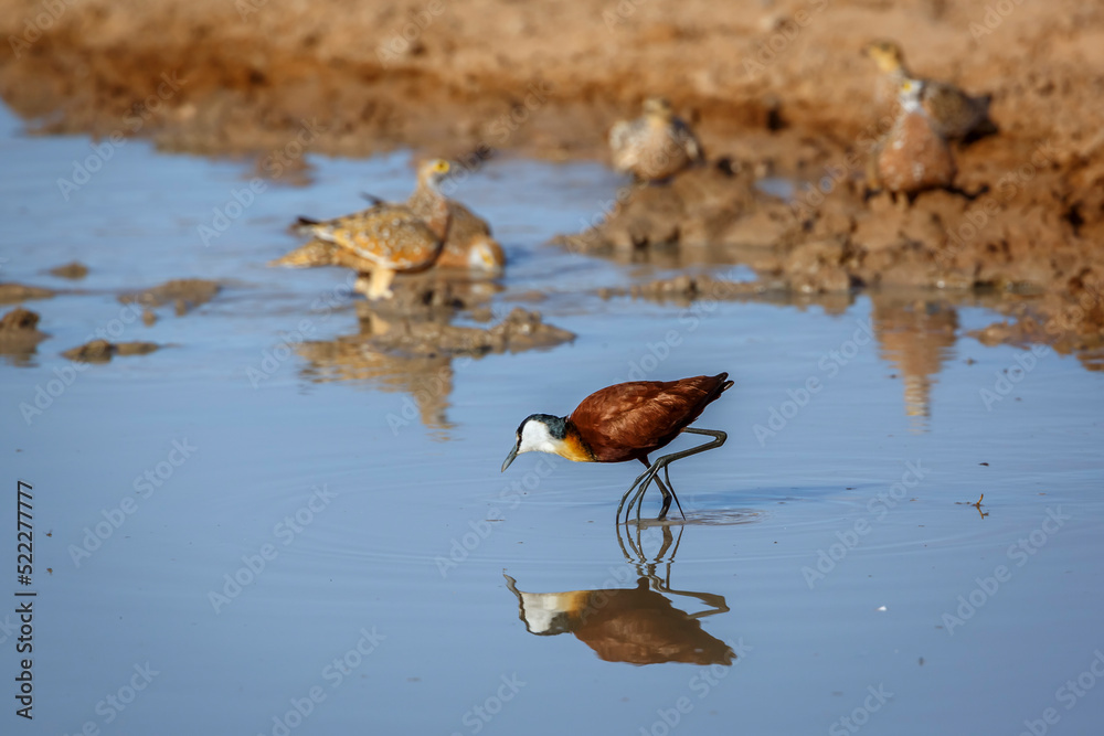 African jacana wading in waterhole with reflection in Kgalagadi transfrontier park, South Africa; specie Actophilornis africanus family of Jacanidae African jacana wading in waterhole with reflection in Kgalagadi transfrontier park, South Africa; specie Actophilornis africanus family of Jacanidae