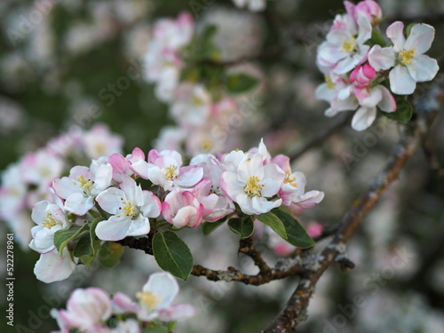 A lot of white-pink flowers of an apple tree close-up against a blue sky and green leaves. Leningrad region, Russia.