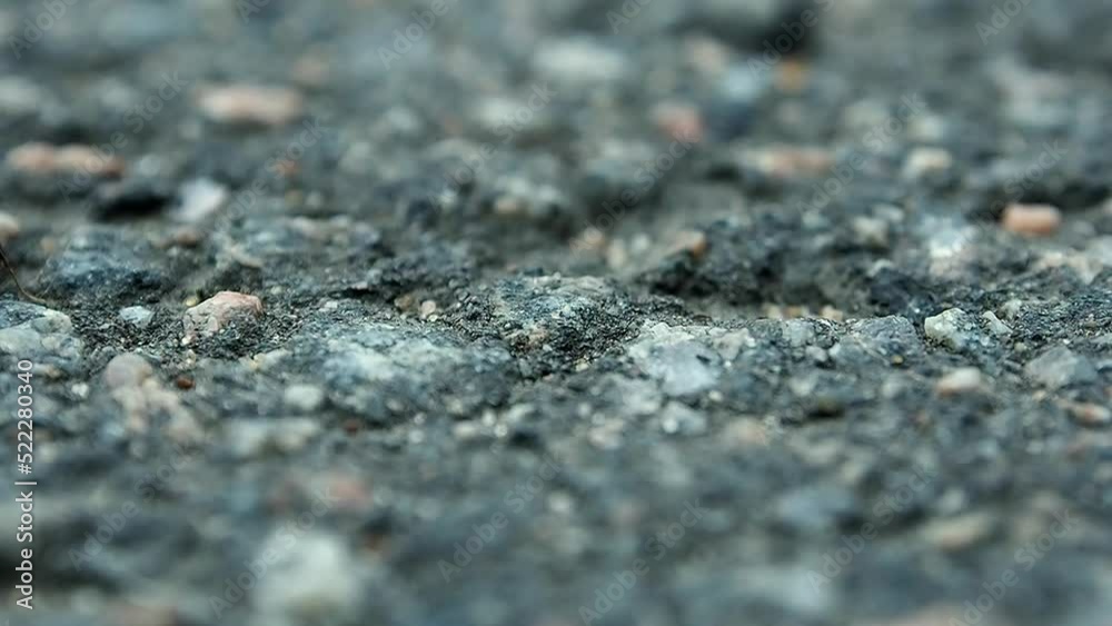 Ants run along a stone path. The road of ant workers.