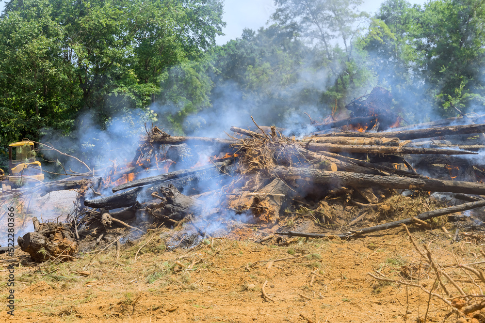 In order to develop land for construction, it is necessary to uproot and burn the forest in construction zone In order to develop land for construction, it is necessary to uproot and burn the forest in construction zone