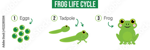 Vector cartoon style illustration, card with frog life cycle, evolution. Eggs, tadpole, adult frog.
