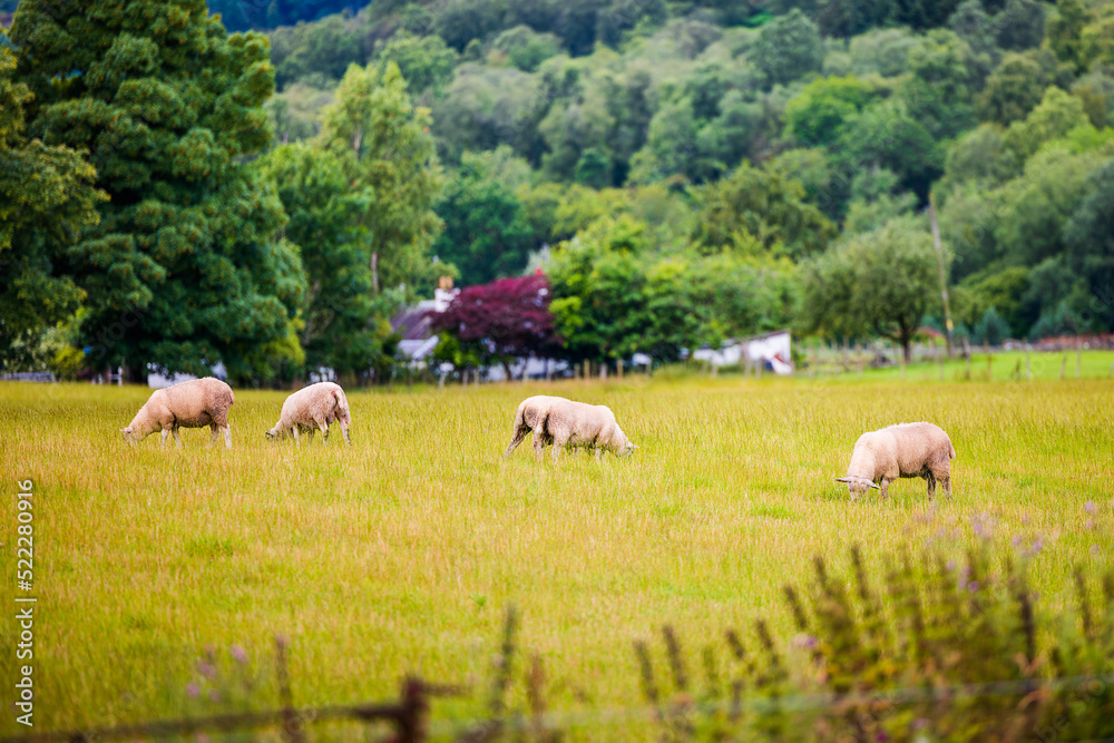 Fototapeta premium Sheep grazing the fields in the Scottish highlands