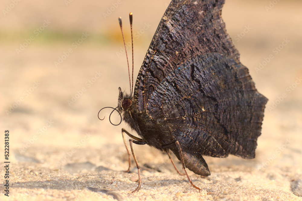 Obraz premium Butterfly in the rays of the sun.
