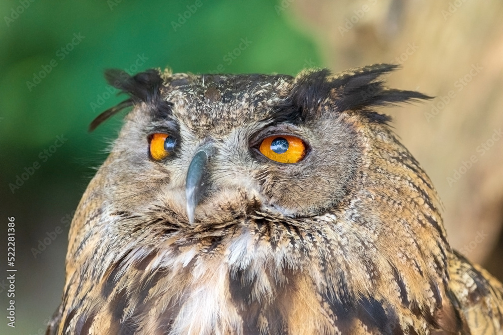 Close up of an Owl Looking Around . High quality photography. Close up of an Owl Looking Around . High quality photography.