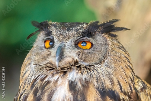 Close up of an Owl Looking Around . High quality photography. © herraez