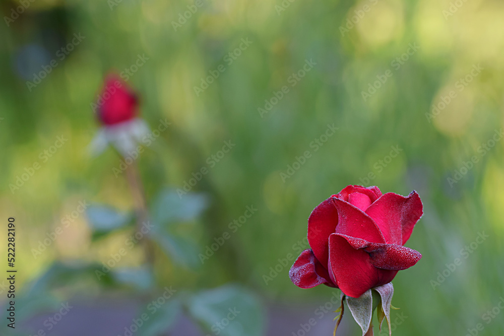 Red rose covered with morning dew