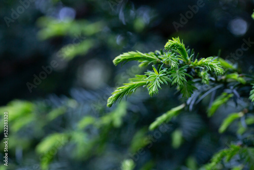 Yew Taxus baccata Fastigiata Aurea English yew, European yew new bright green with yellow stripes foliage in spring garden as natural background. Selective focus. Nature concept for design