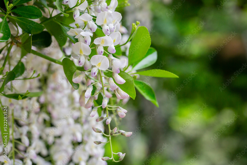 Obraz premium close up white flowers Wisteria sinensis or Blue rain, Chinese wisteria is species of flowering plant , Its twisting stems and masses of scented flowers in hanging racemes.