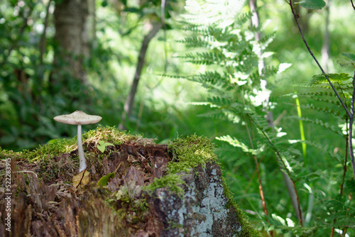 Pilz im Wald