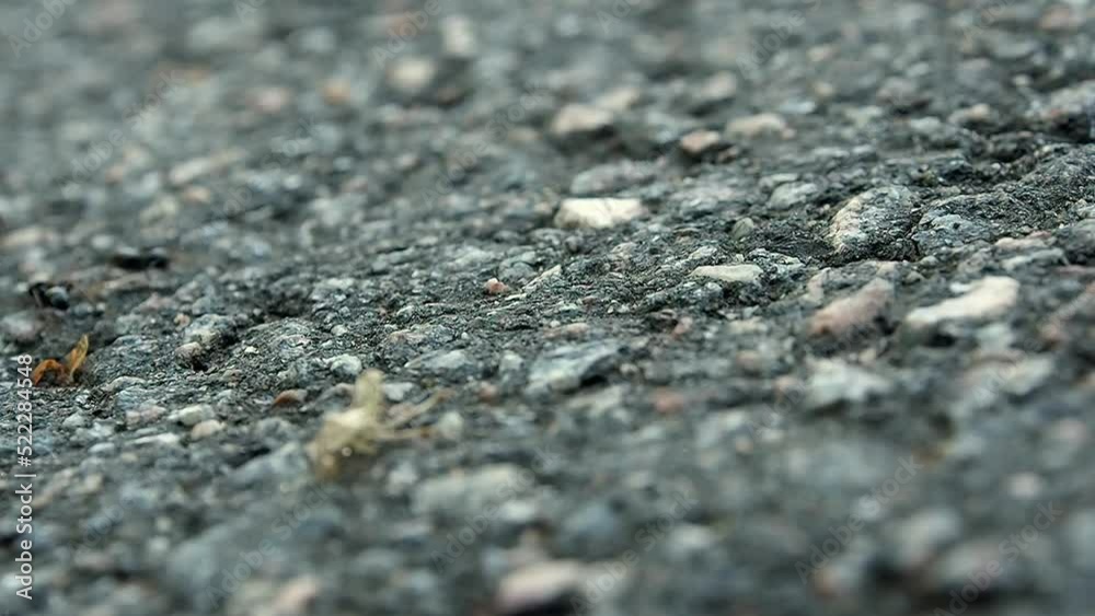 The road of ant workers. Ants run along a stone path. The road of ant workers. Ants run along a stone path.