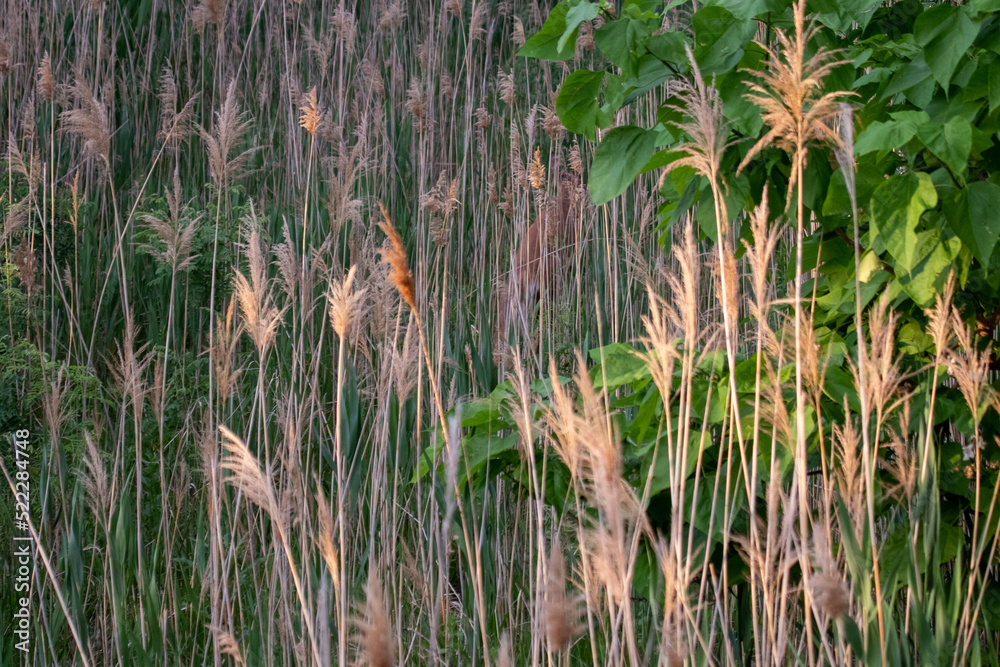 Fototapeta premium Common reed along the platte river side . High quality photo