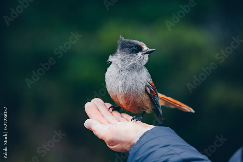 Siberian Jay sits on hand. Person feeding bird in Finland photo