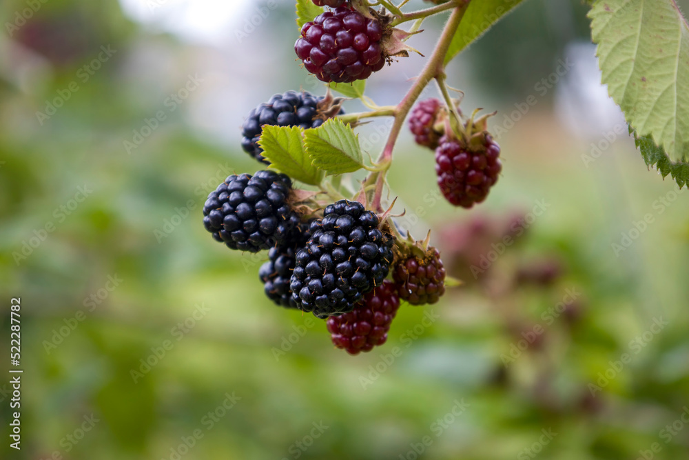 Blackberry on a branch. Selective focus. Blackberry on a branch. Selective focus.