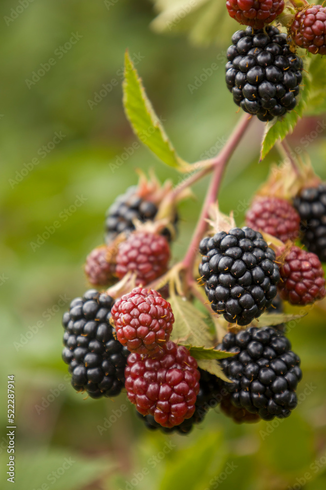 Blackberry on a branch. Selective focus. Blackberry on a branch. Selective focus.
