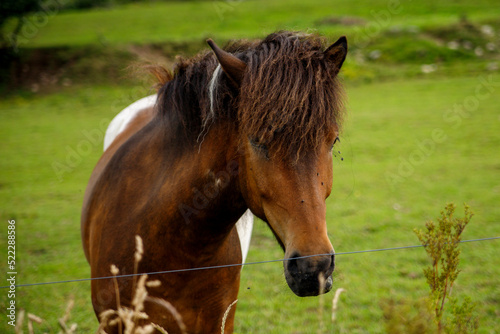 Close-up of horse in a green field