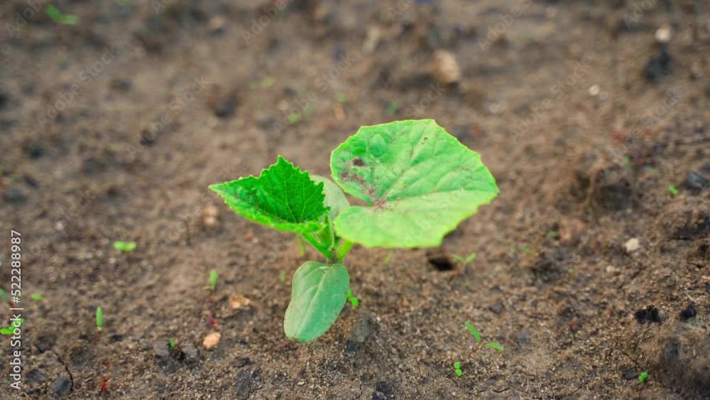 The first young cucumber sprout from the soil. Cucumber leaves in the morning sun. Smooth camera movement The first young cucumber sprout from the soil. Cucumber leaves in the morning sun. Smooth camera movement