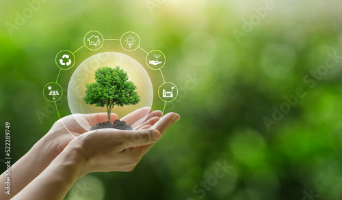 Hand holding a green tree with icons of energy sources for renewable, sustainable development. ecology and world sustainable environment concept. Saving the environment, saving the clean planet. photo