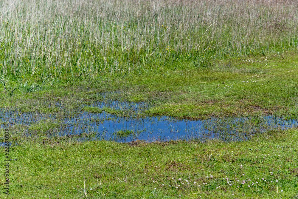 blue standing water among lush vegetation at lagoon on shore of Koge bay, Olsemagle Strand, Denmark blue standing water among lush vegetation at lagoon on shore of Koge bay, Olsemagle Strand, Denmark