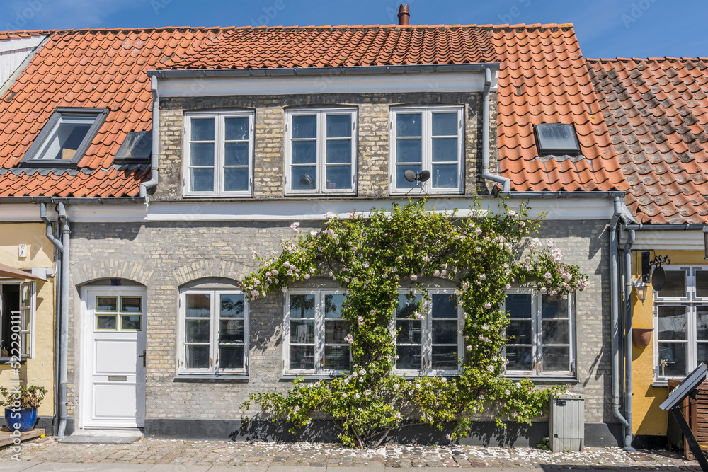 white roses out of cobbled pavement at traditional house, Koge, Denmark white roses out of cobbled pavement at traditional house, Koge, Denmark