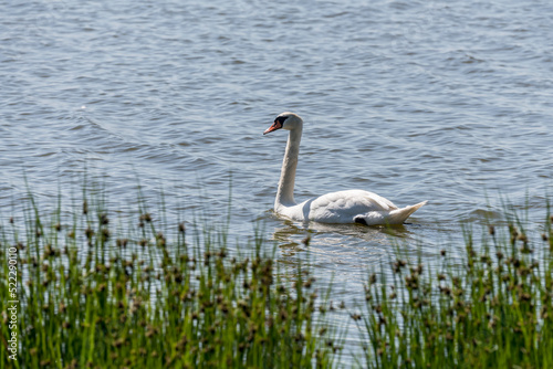 Fototapeta Naklejka Na Ścianę i Meble -  swan at lagoon on shore of Koge bay, Olsemagle Strand, Denmark