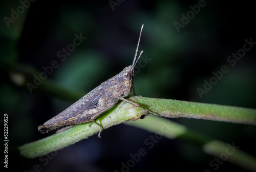 close up macro photo of a grasshopper.